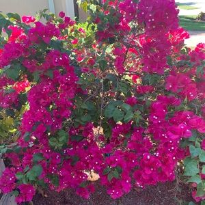 Meet your Posher, Dawn